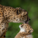 animals_hero_cheetah9f5e9