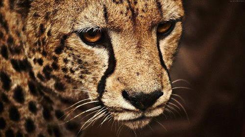 cheetah-3840x2160-look-cute-animals-53742e30a.jpg