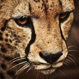 cheetah-3840x2160-look-cute-animals-53742e30a