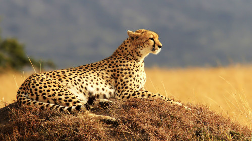 cheetah-5120x2880-maasai-mara-national-reserve-kenya-safari-hd-4k-1938764b8.jpg