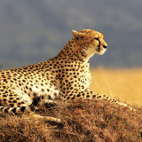 cheetah_4k-3840x216071680