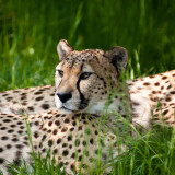 01975_cheetahbeauty_1680x1050cab121a19d9dd8d7bb2e7