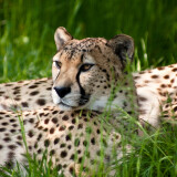 01975_cheetahbeauty_2560x1440a8879a46ee10b6dcfa9fde90ac92e38f