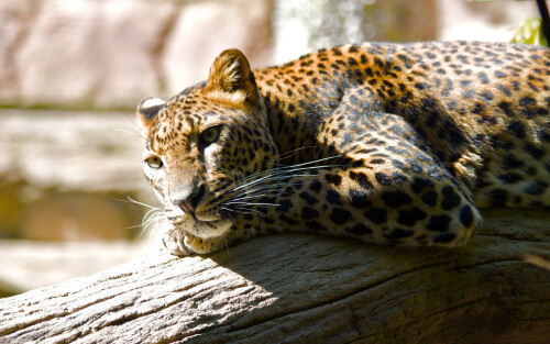 02211 lazingleopard 2560x16008561a