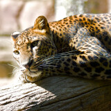 02211_lazingleopard_2560x16008561ad9b61325ef01a8d2