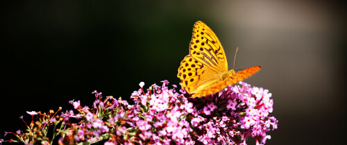 03654_fritillary_3440x1440f9376a1b67782e2ecb2fbb6a8247d333.jpg