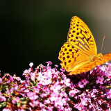 03654_fritillary_3440x1440f9376a1b67782e2ecb2fbb6a8247d333