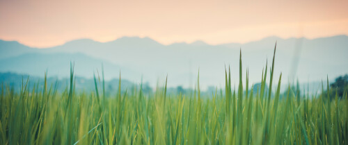 03751 thegreenergrass 3440x1440