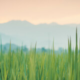 03751_thegreenergrass_3440x14405af5af19f892c566