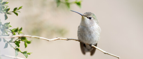 03818 posinghummingbird 3440x1440