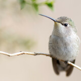 03818_posinghummingbird_3440x14406d5e826748ed87a7