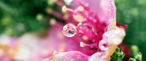 03834 flowertears 3440x1440