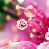 03834_flowertears_3440x1440b8be0376b355e471