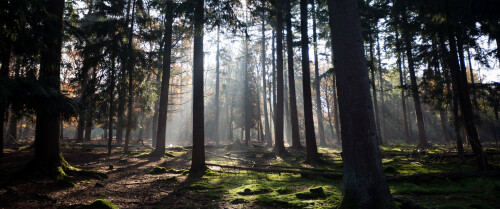 04007 autumnsunlightthroughthetrees 3440x1440