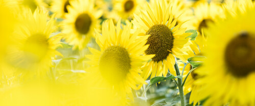 04069 tournesol 3440x144065f8a22d7616fead