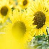 04069_tournesol_3440x144065f8a22d7616fead4146453ffeb26616