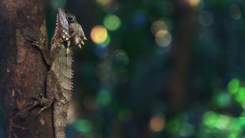 04109_boydsforestdragon_2560x1440f393341b2aebf8d46ab630f78add0e25.jpg