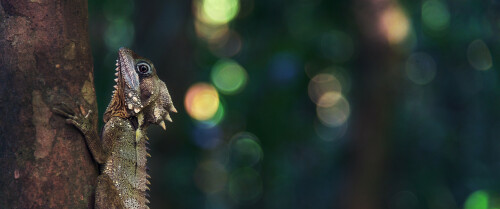 04109 boydsforestdragon 3440x1440