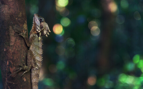 04109_boydsforestdragon_6400x4000e307c9346a1a33f0d50355e65a5835aa.jpg