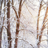 04174_wintersunlight_3440x14408a6cee74b37a6be421872f0dcee5d0a7