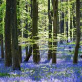 04183_bluebells_2560x1440051eca2b5e53c41922b3d6c93154a2e3