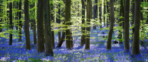 04183_bluebells_3440x14407e3c451a3f84607d29bf0b1340911b45.jpg