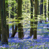 04183_bluebells_3440x14407e3c451a3f84607d29bf0b1340911b45