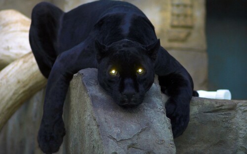 6963771-black-panther1de77ebb97b343c561211e839ac8d625.jpg