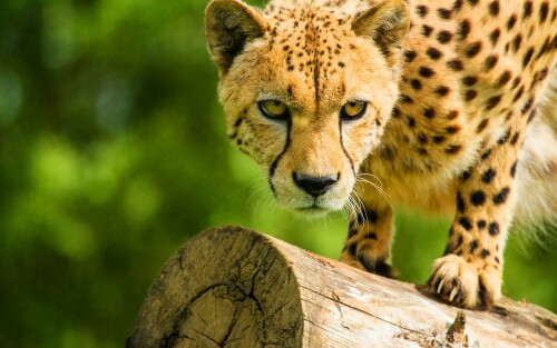 6981101 cheetah face54d1bb6e34ca57bc