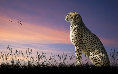 Cheetah-Download-Wallpapers-And-Free-Desktop-Backgroundsa8c77fcecdafcaf6d009e.jpg