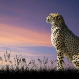 Cheetah-Download-Wallpapers-And-Free-Desktop-Backgroundsa8c77fcecdafcaf6d009e