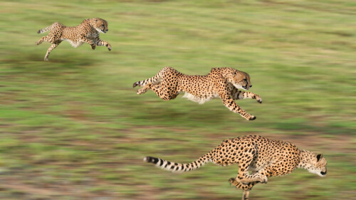 Cheetah-HD-Wallpaper_3-1920x1080bd12d67ac157d6ae7723b.jpg