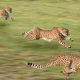 Cheetah-HD-Wallpaper_3-1920x1080bd12d67ac157d6ae7723b