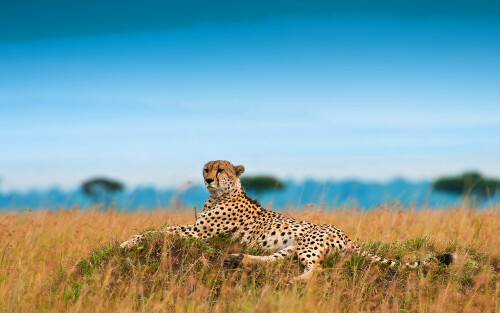 Cheetah Hd Wallpapers 1080P86d23