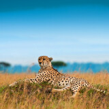 Cheetah-Hd-Wallpapers-1080P86d23f4cc469122b1f827