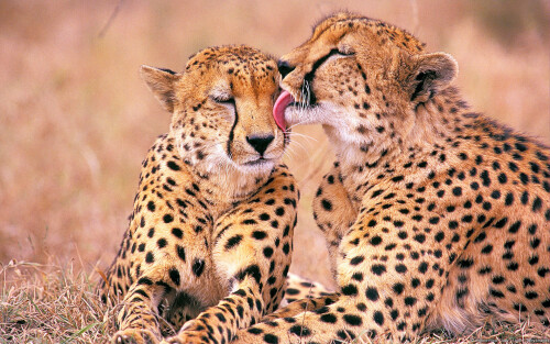 Cheetah Photos Download298b0ef259ae9a38