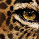 Cheetah-Wallpaper-1241282f55d1992b7d35049