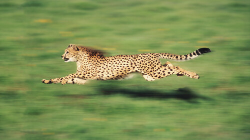 Cheetah-Wallpaper-HD-Backgorunds14b022abcd4dd69168d63.jpg