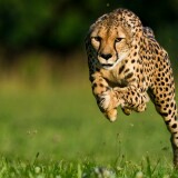 Cheetah-Wallpaper-HD-photos-downloadbc6cdeb229da6400d13a0