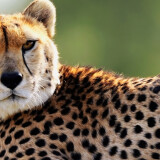 Cheetah-Wallpapers-HDee2461fbeed84a60d41df6065ca86ea7