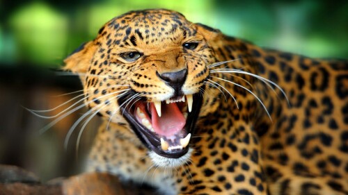 Cheetah-teeth-predator-look-big-cat-wallpapers-1920x1080b694184f5ee1e01e3fb95.jpg