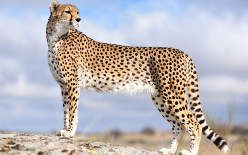 Cheetah-wallpaper-hd-background-download-desktopb7591d825fd6b15b9bc26.jpg