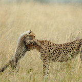 Desktop-Cheetah-Wallpapers-HDa44ab28f995f49d703738