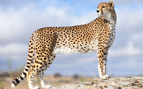 Full HD Cheetah Wallpapers8f7c2