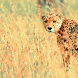 Photoos-beautiful_cheetah-1920x108023e933377a20548217aeb