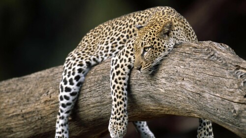 Resting_Leopard_Buffalo_Springs_National_Reserve_Kenya_Africa826d7dcfb0164cee9d4c0.jpg