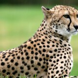 Veautiful-cheetah-wallpapers-HDa0a0b4ab6d9fa54054402