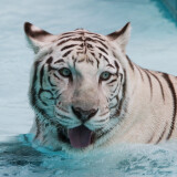 White_Tiger_Wallpaper_2_by_secondclawcb2586f2d8865d575d099