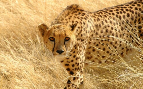 Wild-animal-cheetah-wallpaper-HDd47b9c6a4dbce0869ee73.jpg