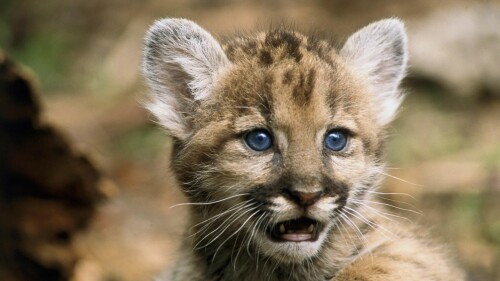 Young_Florida_Panther45d9514369e1cf7e7f8a8.jpg